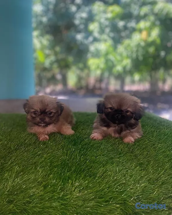animales y mascotas - pekinés  3