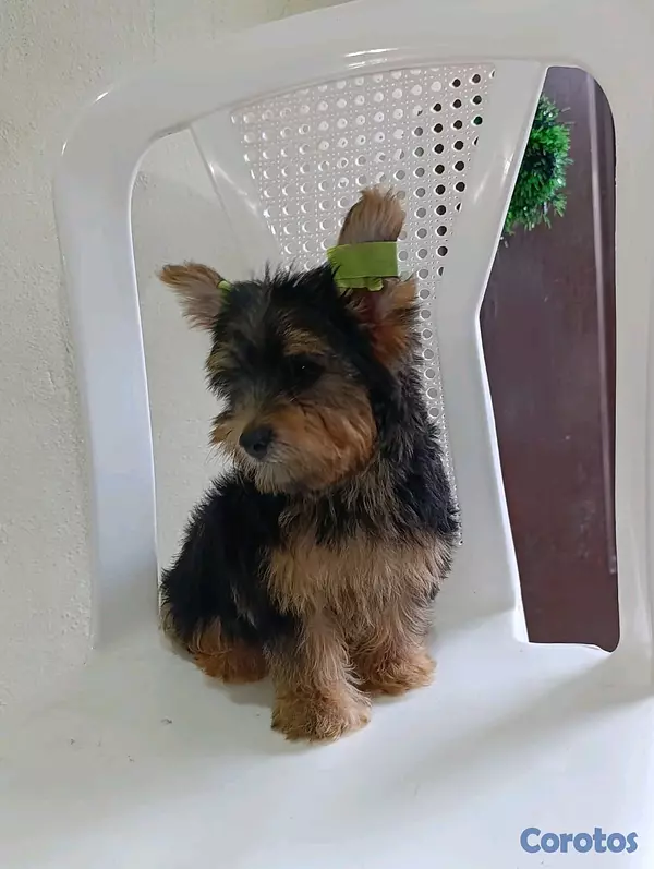 animales y mascotas - Cachorro Yorkshire Terrier: Pequeño de tamaño, gigante en amor ❤️ 3