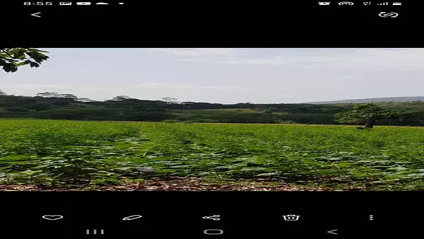 solares y terrenos - Terreno en Venta en las Matas de farfan 3