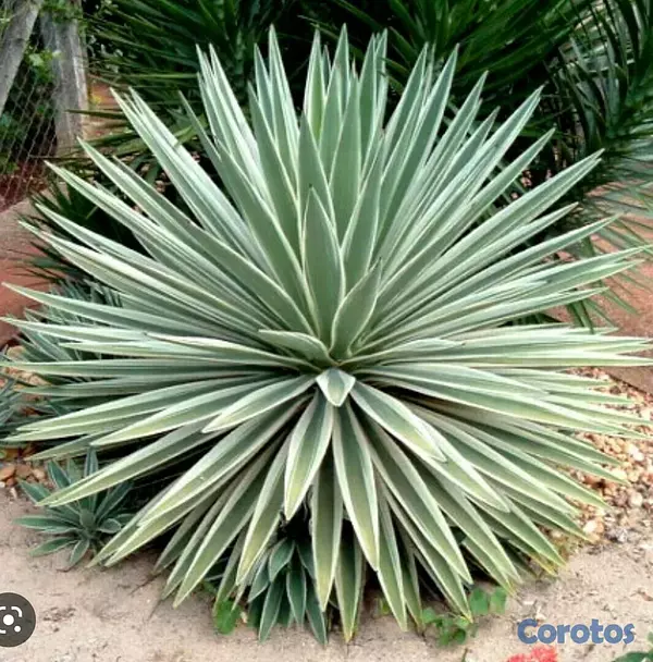 herramientas, jardines y exterior - Venta de plantas  Ornamentales 2