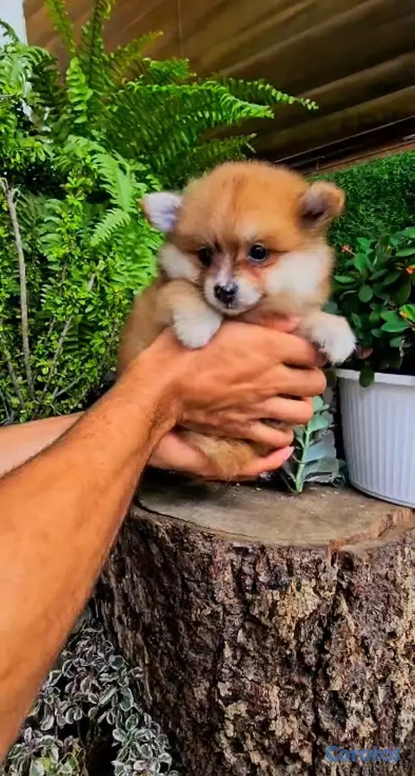 animales y mascotas - OFERTA CACHORRO POMERANIA MACHO UBICADO EN SANTO D 3