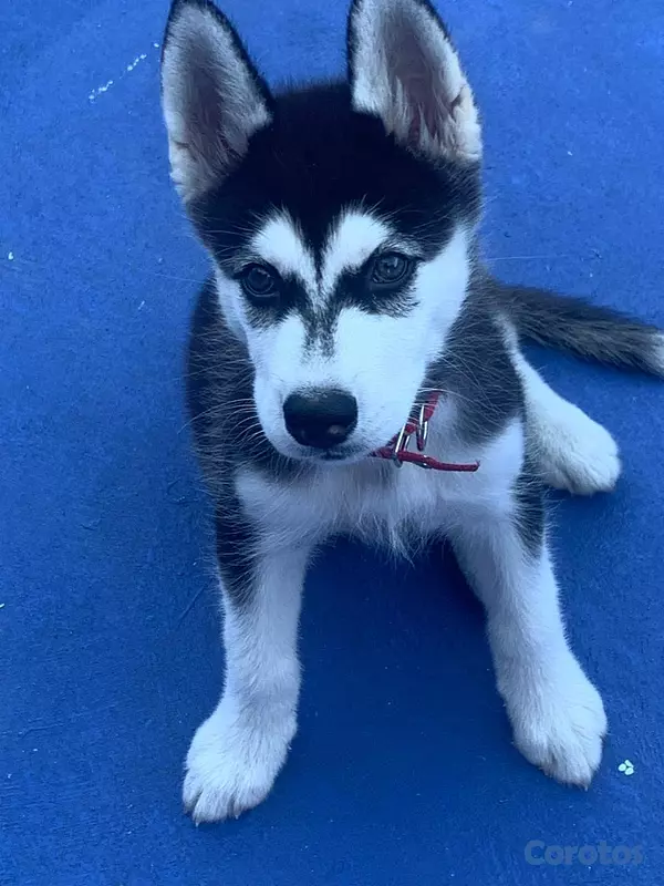 animales y mascotas - Se vende  está preciosura 🥰 4