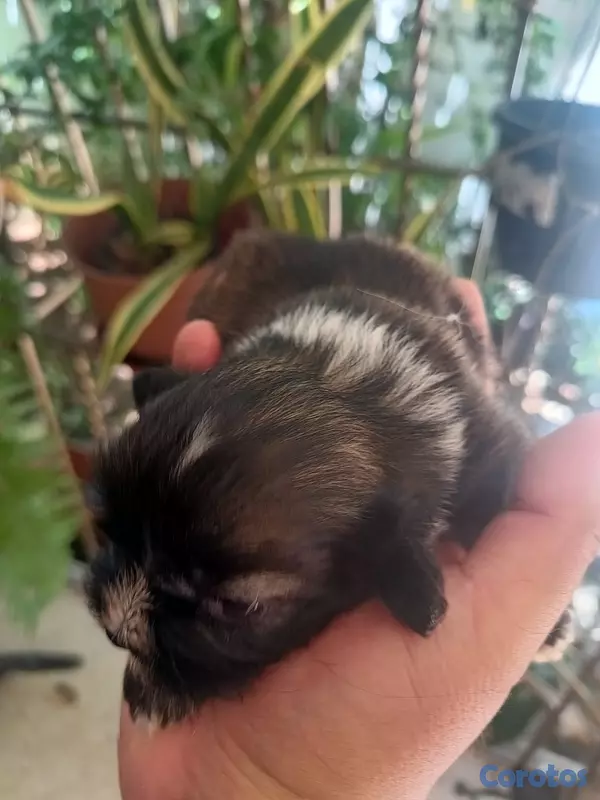 animales y mascotas - shih tzu de 2 semanas  2