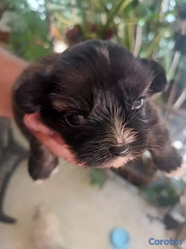 animales y mascotas - shih tzu de 2 semanas  3