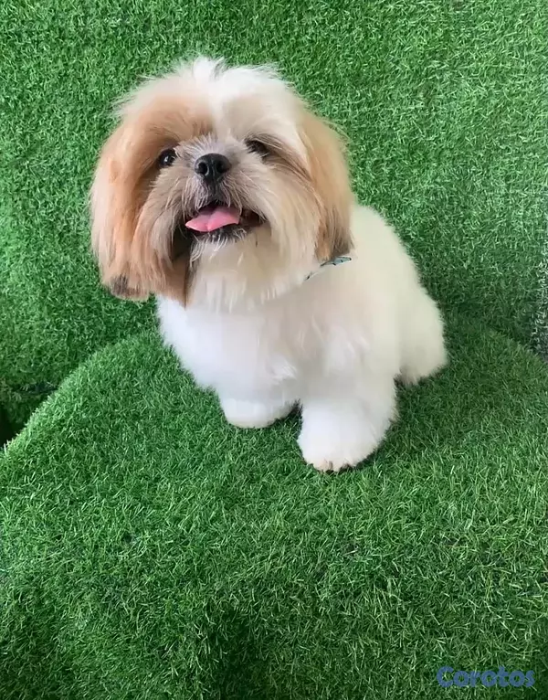 animales y mascotas - shipoo macho 7