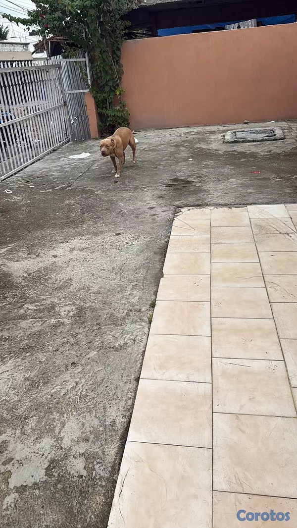 animales y mascotas - pitbull en adopción macho 2