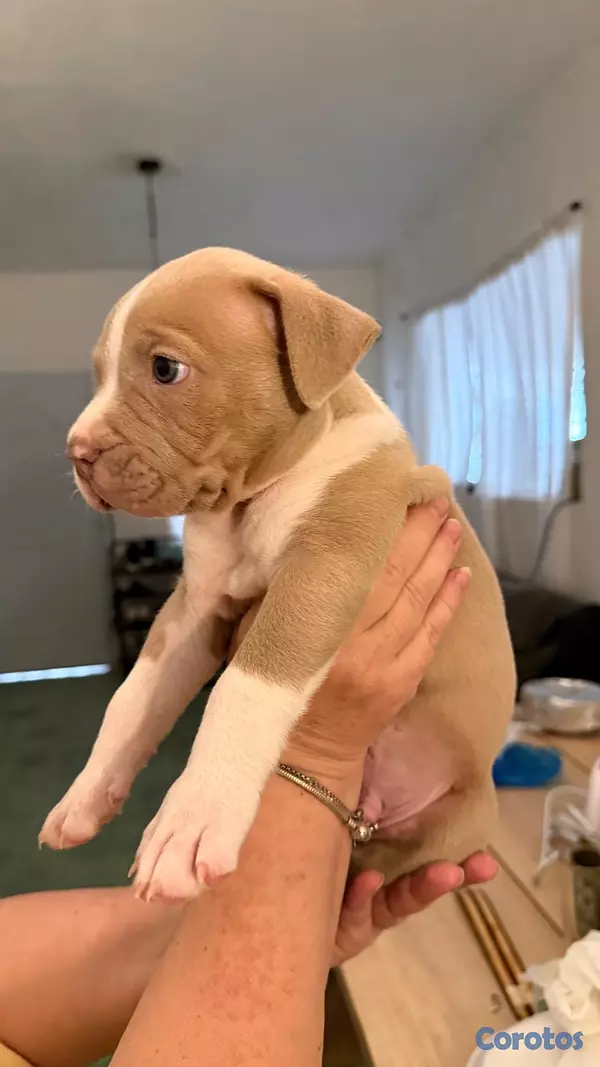 animales y mascotas - BULLY XL 1,5 meces  2