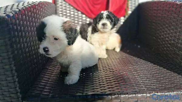 animales y mascotas - hermosos cachorritos de shipoo toy machos  4
