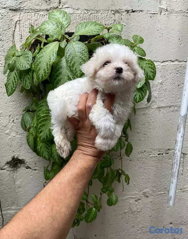animales y mascotas - OFERTA CACHORRO MALTES MACHO UBICADO EN SANTO DOMI