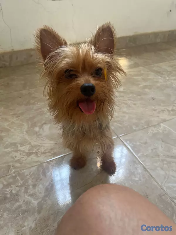 animales y mascotas - Yorkshire, terrier 2