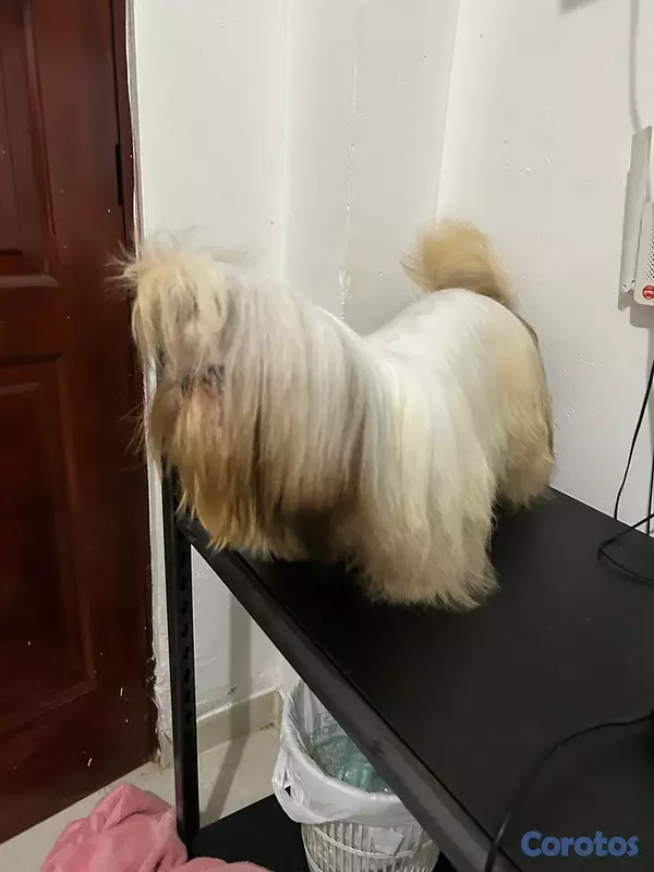 animales y mascotas - Shitzu macho abierto a monta Padrote  2