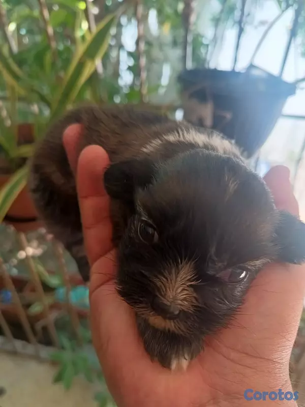 animales y mascotas - shih tzu de 2 semanas  4