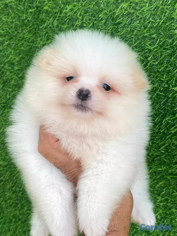 animales y mascotas - hermosos cachorritos pomerania mini  5