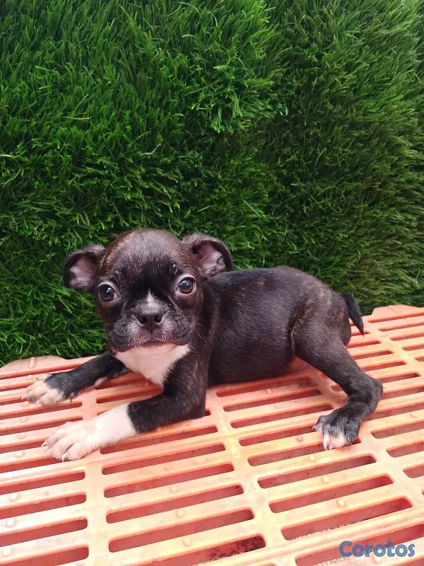 animales y mascotas - Boston terrier oferta única  5