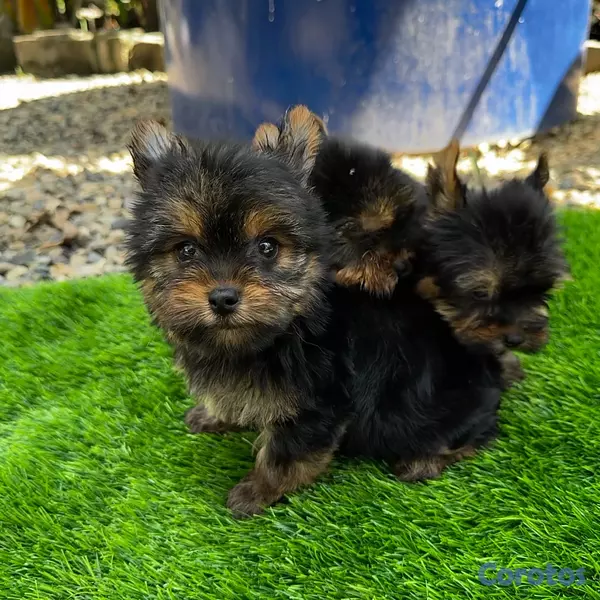 animales y mascotas - Yorkie mini 2