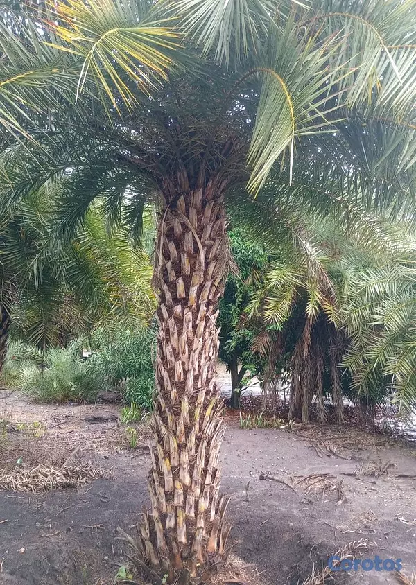 decoración y accesorios - todo tipos de palmas y grama disponible  2