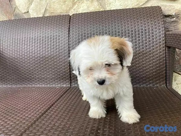 animales y mascotas - hermosos cachorritos de shipoo 7