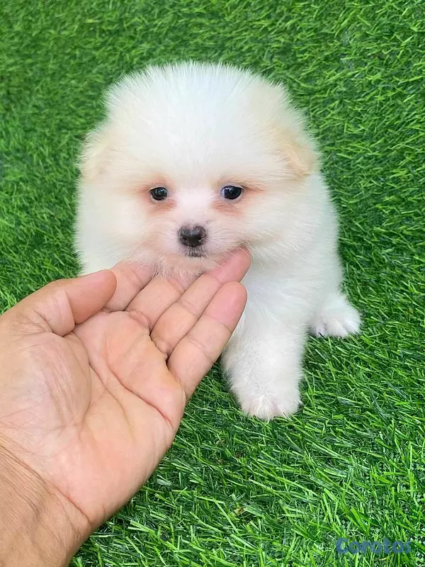 animales y mascotas - hermosos cachorritos pomerania mini  2