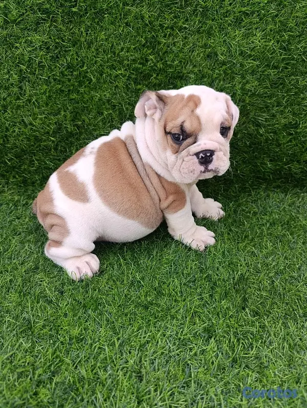 animales y mascotas - Bulldog ingles 3