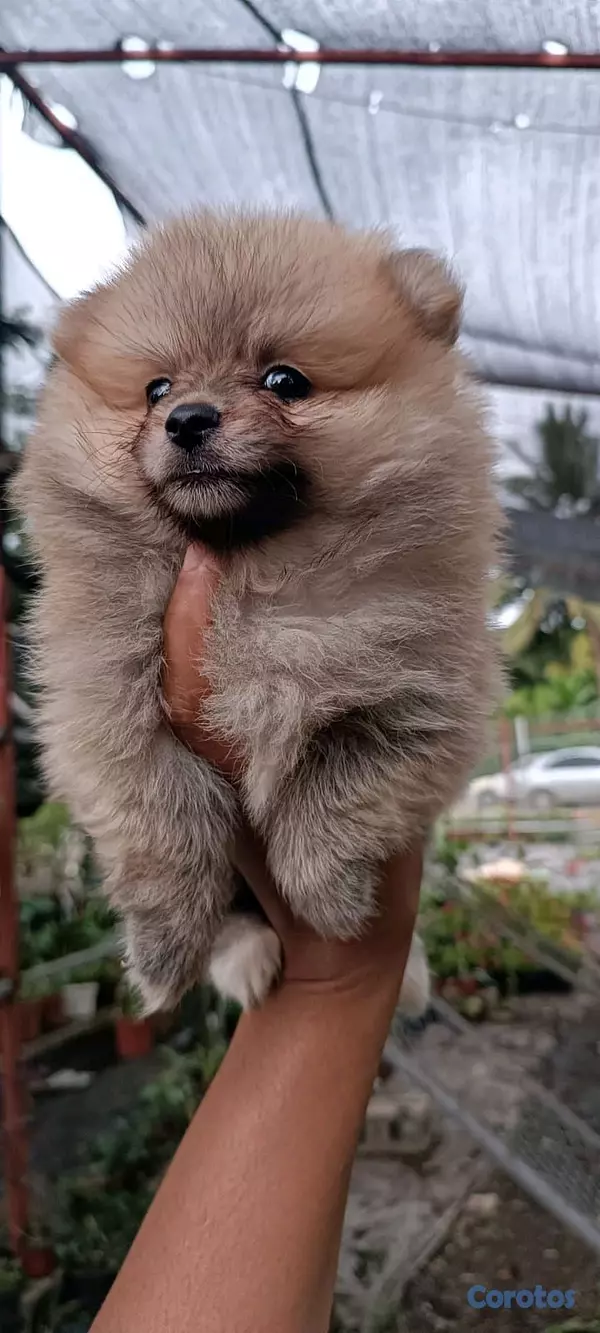 animales y mascotas - hermosos Cachorros pomerania toy 3