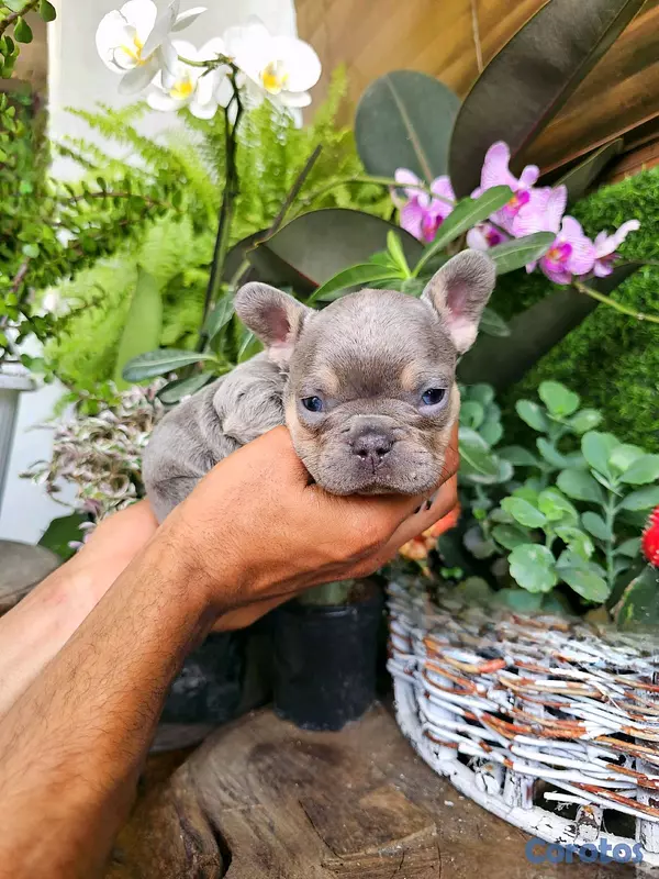animales y mascotas - Bulldog frances Exotico lilac and tan carrier fluffy con sus ojos azules 100%  4
