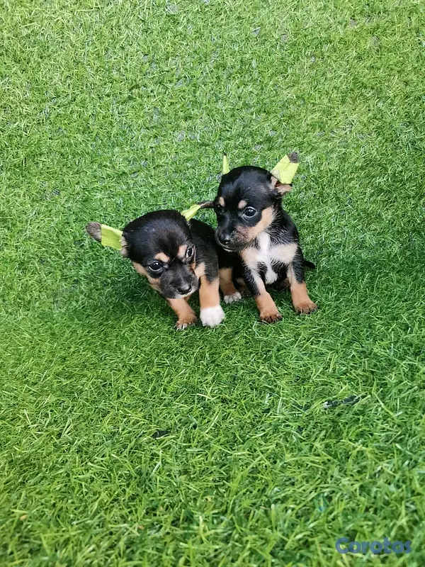 animales y mascotas - hermosos cachorritos de Chihuahua  5