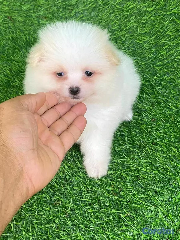 animales y mascotas - hermosos cachorritos pomerania mini  3
