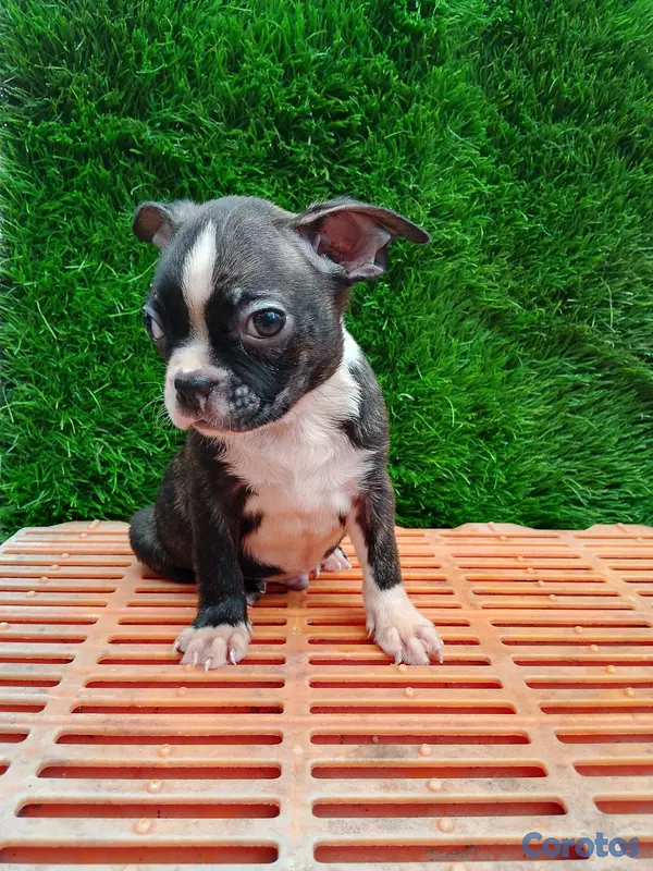 animales y mascotas - Boston terrier oferta única  4