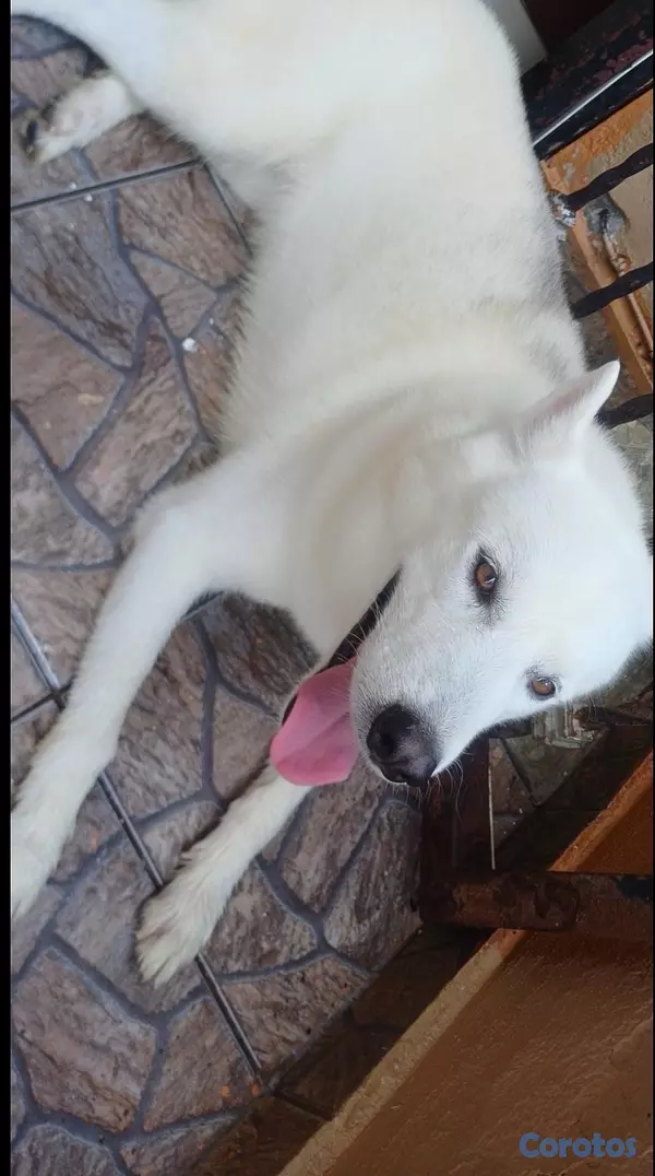 animales y mascotas - Perro Huskey siberiano , vacunado 4