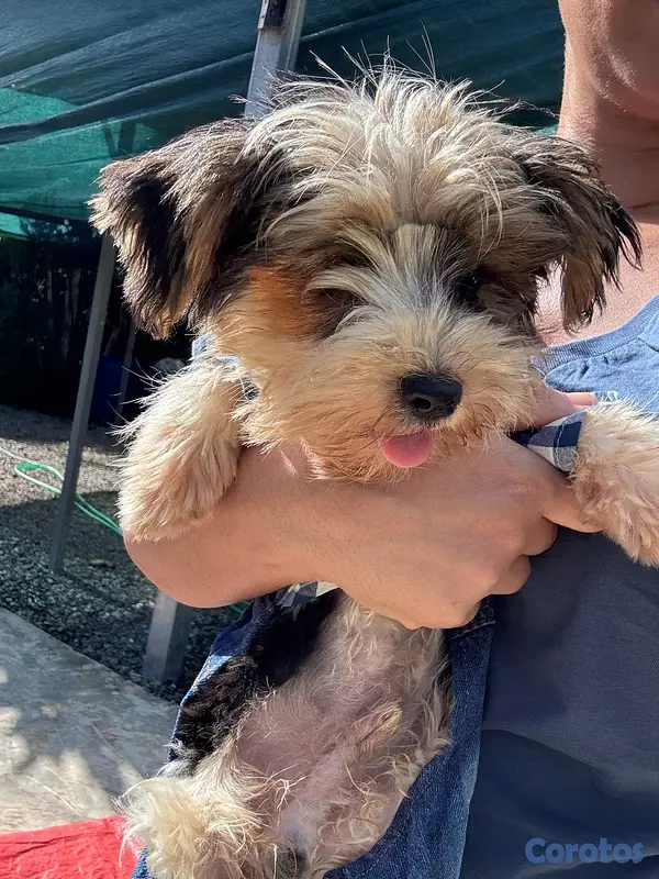 animales y mascotas - Yorkie parti de colores  3