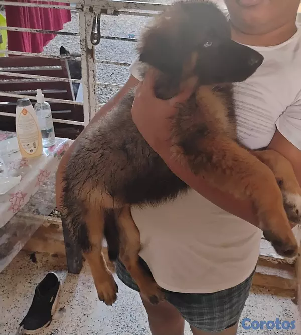 animales y mascotas - Mascotas  4
