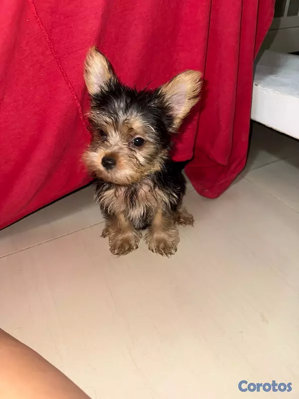 animales y mascotas - Yorkshire Terrier Yorki Yorkie  2