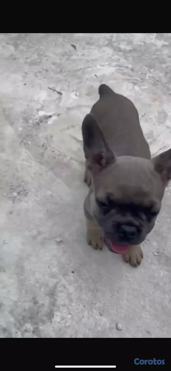 animales y mascotas - 🐾🦴perros bulldog francés, de dos meses🐾🦴 3