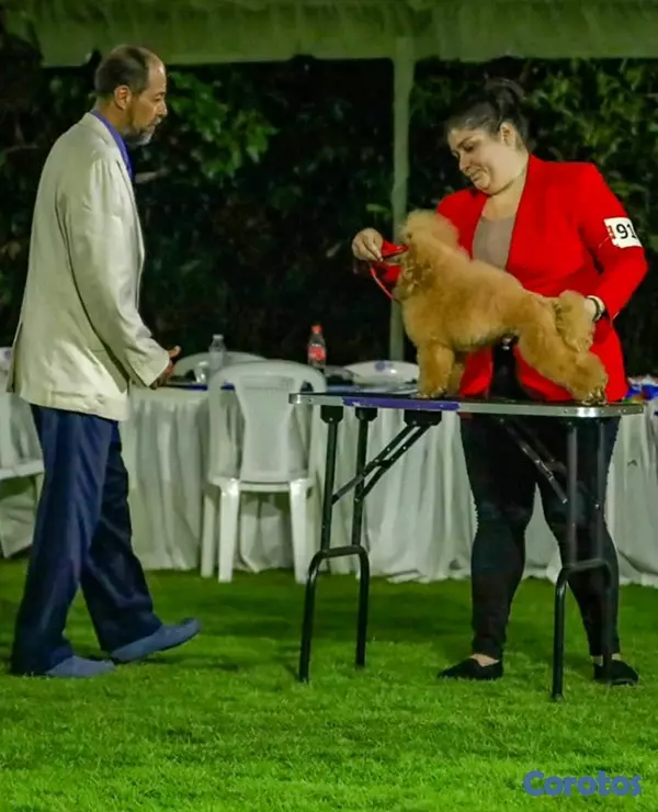 animales y mascotas - Hermosos cachorritos Poodle mini 4