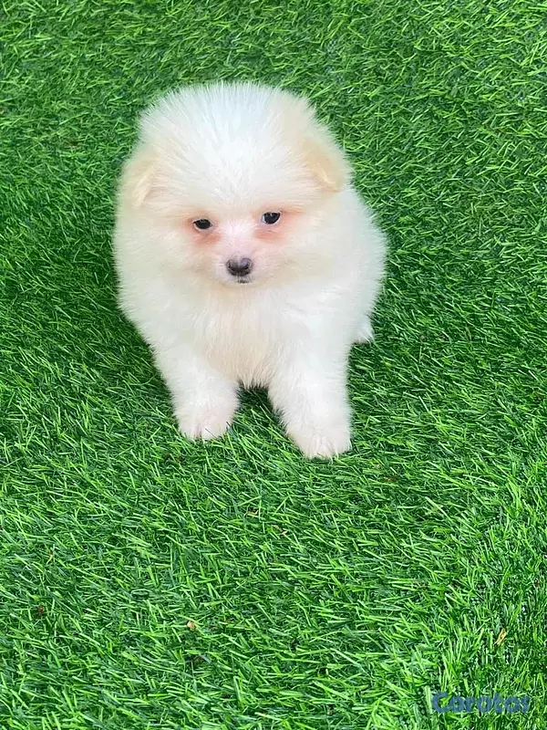 animales y mascotas - hermosos cachorritos pomerania mini  4