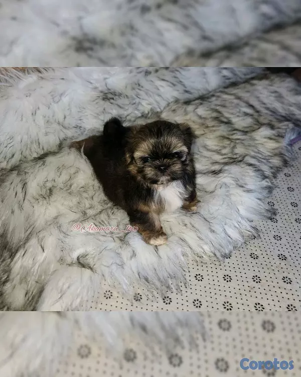 animales y mascotas - shih tzu  3
