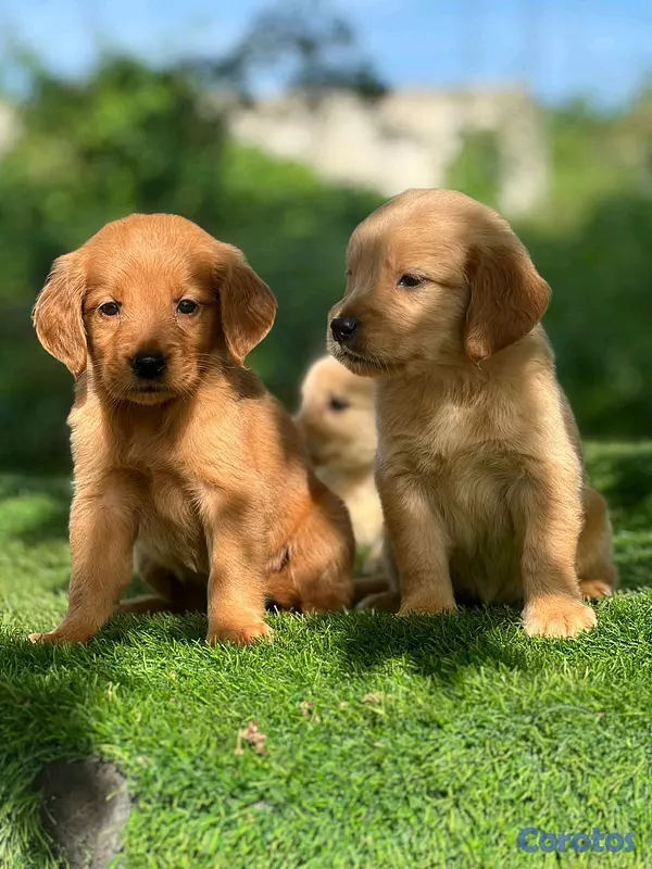 animales y mascotas - hermosos Cachorros golden retriever  2