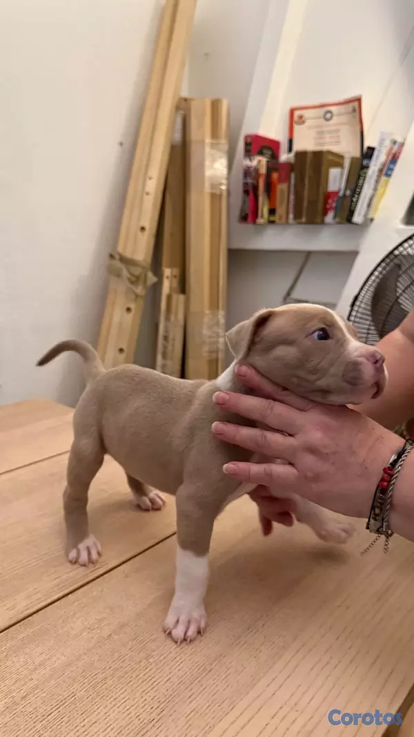 animales y mascotas - BULLY XL 1,5 meces  4