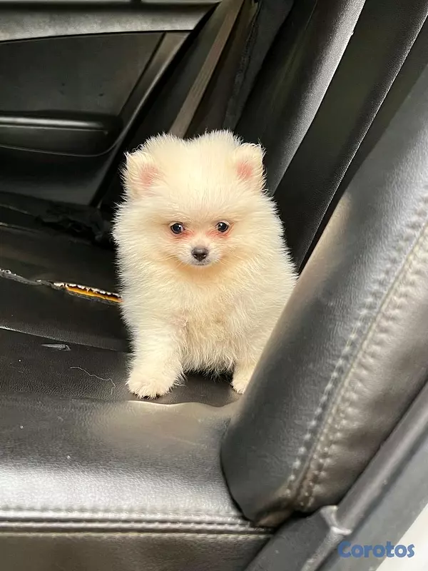 animales y mascotas - hermosos cachorritos pomerania mini 2