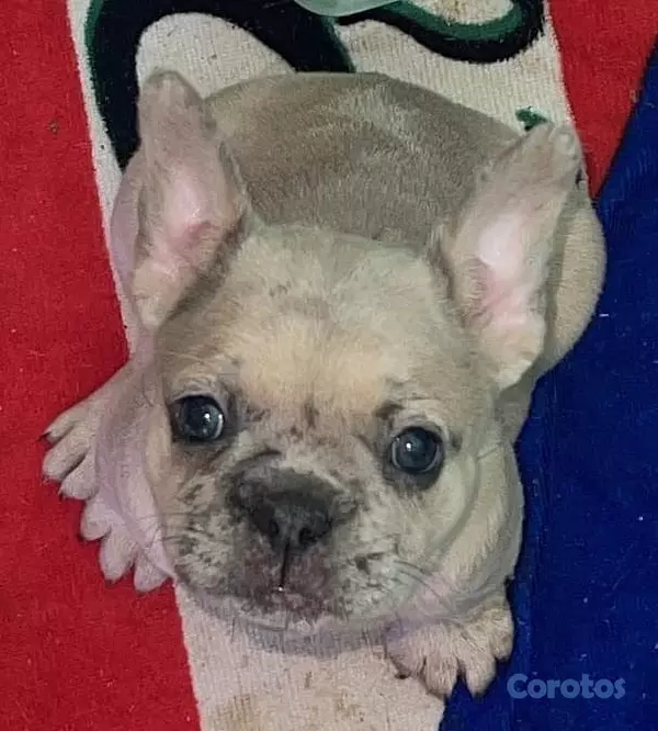 animales y mascotas - 🐾🦴perros bulldog francés, de dos meses🐾🦴 5