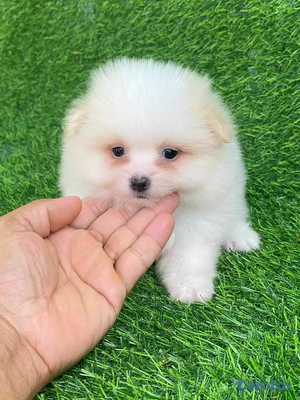 animales y mascotas - hermosos cachorritos pomerania mini  6