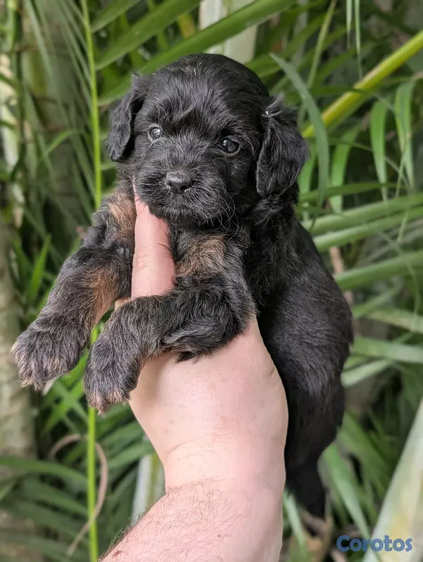 animales y mascotas - hermosos cachorritos goldendoodle 8
