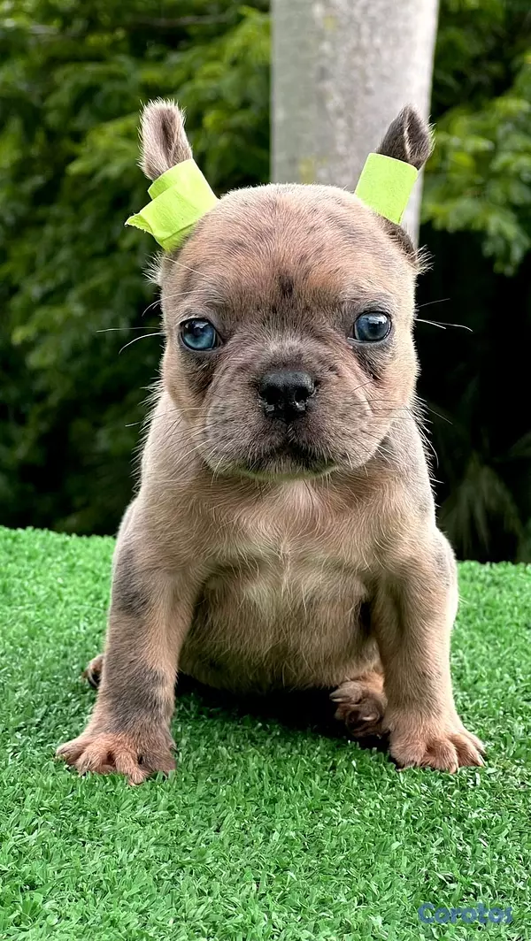 animales y mascotas - bulldog francés blue Merle  2