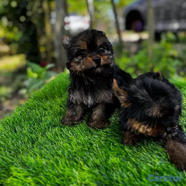 animales y mascotas - Yorkie mini 4
