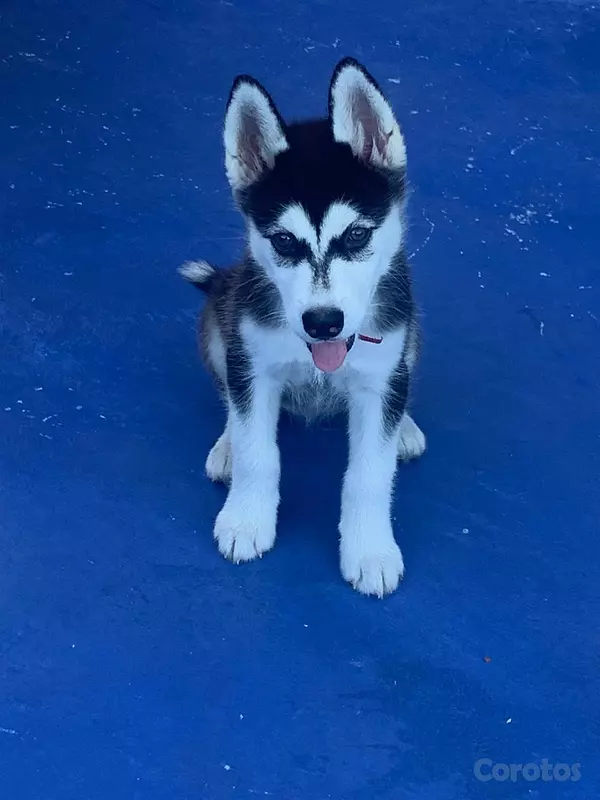 animales y mascotas - Se vende  está preciosura 🥰 5