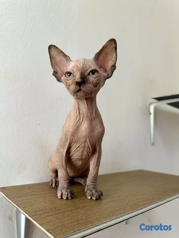 animales y mascotas - ✨ Hermosa gatita Sphynx (Esfinge) disponible ✨ 2