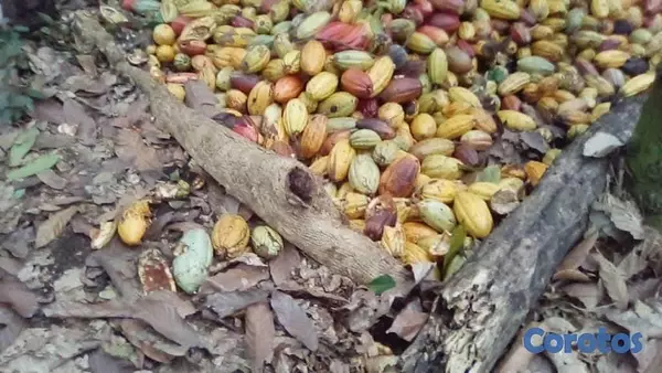 solares y terrenos - Finca de 4075 tareas en Cibao de Cacao  3