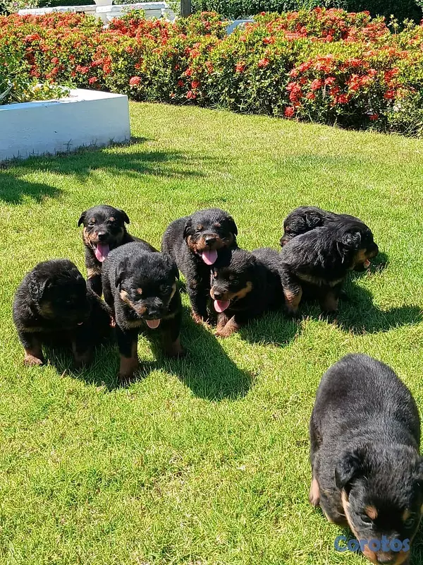 animales y mascotas - hermosos Cachorros de rottwailer de la mejor linea del pais  6
