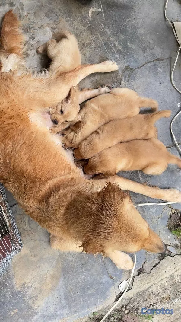 animales y mascotas - venta de cachorros Golden Retriever 2