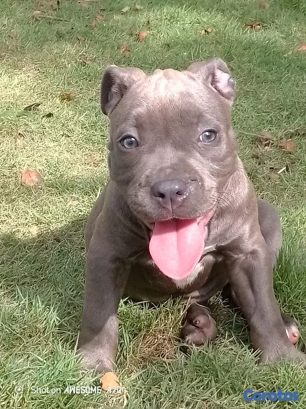 animales y mascotas - Pitbull 3